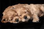 Cocker spaniel puppies sleeping Art Print